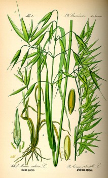 Hafertee grün bio
